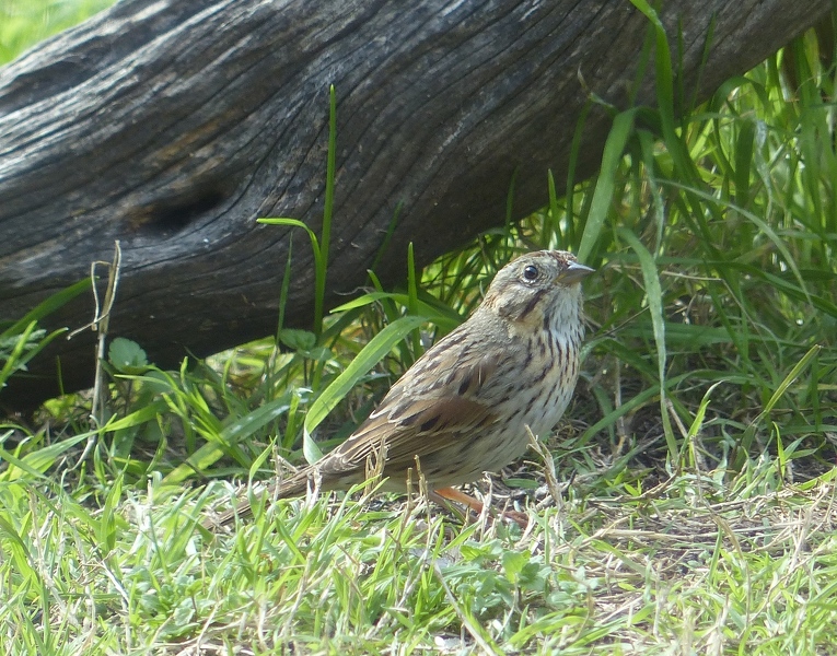 Lincoln's Sparrow